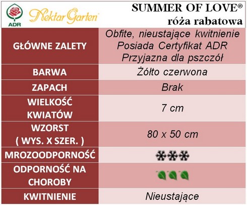 Summer Of Love róże rabatowe gł. zal